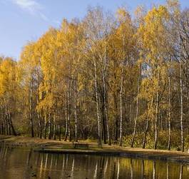 Fototapeta jesień brzoza park las