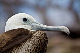 Fotoroleta galapagos natura ekwador