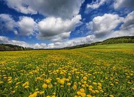 Plakat góra natura pejzaż ogród las