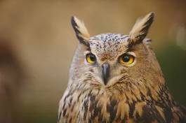 Fotoroleta oko zwierzę piękny ptak twarz