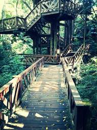 Obraz na płótnie most las natura zielony drewno