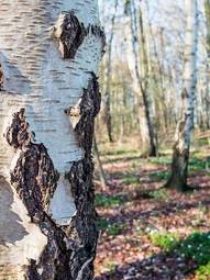 Fototapeta brzoza natura las wieś