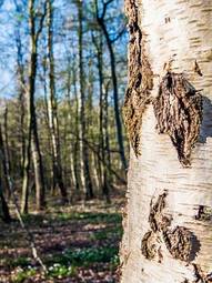 Fototapeta drzewa brzoza lato