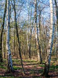 Fototapeta las wieś lato natura