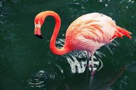 Plakat flamingo tropikalny woda fauna