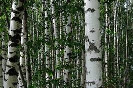 Fototapeta spokojny las natura gałązka wiejski