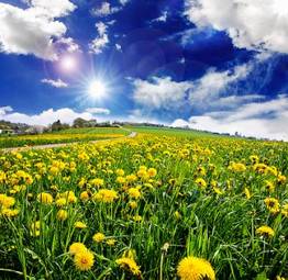 Fotoroleta mniszek trawa słońce pyłek