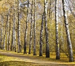 Fototapeta drzewa park pejzaż