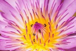 Plakat purple water lilies