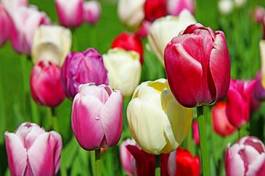 Naklejka lato bukiet natura ogród tulipan