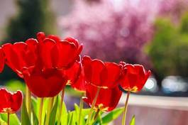 Naklejka piękny ogród natura tulipan