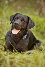 Fototapeta czarny labrador retriever