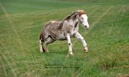 Naklejka koń dziki koń galop lea