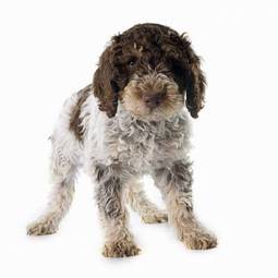 Plakat pies szczenię zwierzę hiszpański brązowy