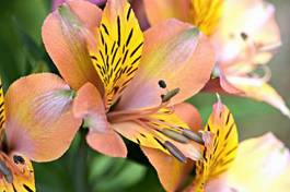 Plakat peruvian lily