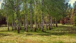 Fototapeta piękny roślina trawa drzewa natura