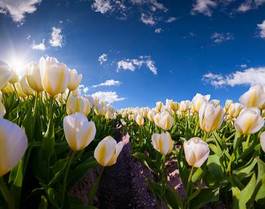 Fototapeta roślina piękny wieś tulipan natura