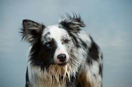 Plakat border collie portret