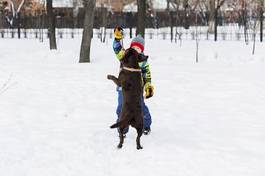 Plakat Żółty labrador retriever leży