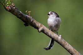 Fototapeta natura ptak dziki ogród pejzaż