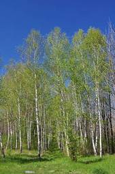 Fotoroleta błękitne niebo brzoza las sprężyna 