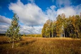 Naklejka drzewa lato rosja natura las