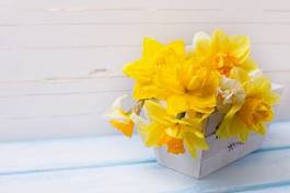 Obraz na płótnie background with fresh narcissus in wooden pot