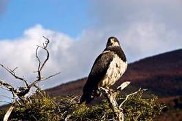 Plakat natura zwierzę drzewa ameryka południowa pejzaż