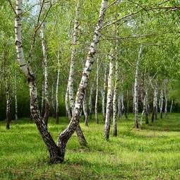 Naklejka piękny pejzaż wiejski natura drzewa