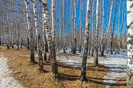 Naklejka niebo natura śnieg brzoza