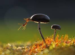 Fotoroleta zwierzę natura mrówka