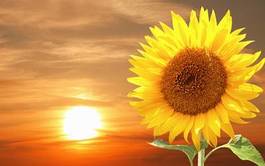Plakat świeży natura słonecznik słońce kwiat