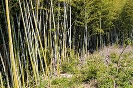 Plakat japonia bambus roślina drewno kwota