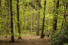 Fotoroleta drzewa roślina ścieżka natura buk