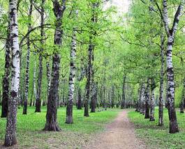 Naklejka lato drzewa park roślina dziki