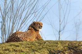 Naklejka afryka fauna portret drzewa trawa