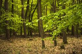 Naklejka roślina droga natura