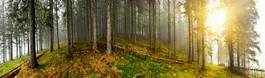 Naklejka natura drzewa jodła panorama