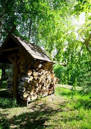 Naklejka drzewa roślina brzoza park