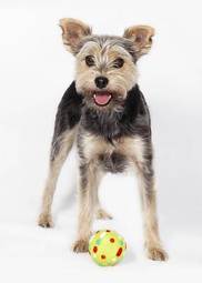 Plakat piłka yorkshire pies zwierzę