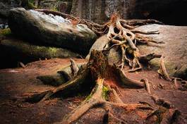 Obraz na płótnie natura polen flora ciemność