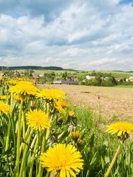 Naklejka kwiat krajobraz natura