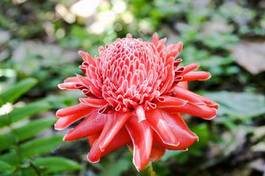 Obraz na płótnie piękny natura tropikalny wosk kwiat