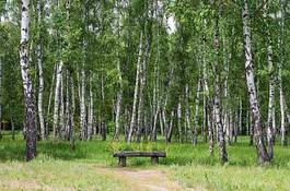 Fototapeta lato spokojny natura drzewa trawa