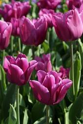 Naklejka roślina tulipan natura kwiat