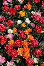 Naklejka kwiat tulipan ogród roślina natura