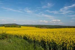 Naklejka pejzaż kwiat roślina natura