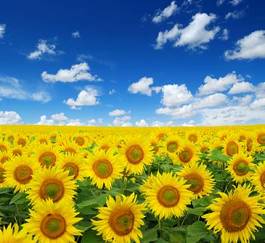 Plakat pejzaż pole natura kwiat słonecznik