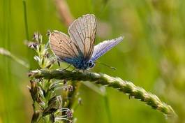 Fotoroleta lato motyl 2015 owad delicje