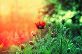 Naklejka świt ogród wiejski roślina słońce